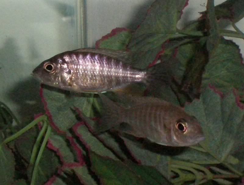 Aulonocara stuartgranti "Maleri Island" breeding colony